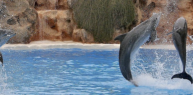 Loro Park på Tenerife