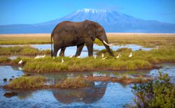 Amboseli Elefant