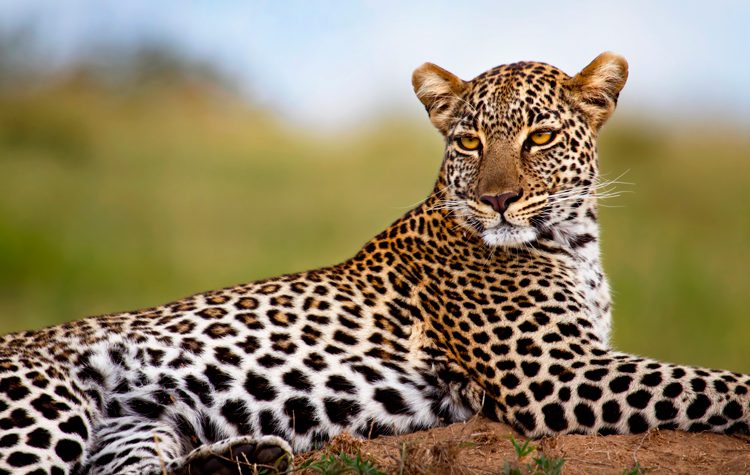 Leopard i Mara