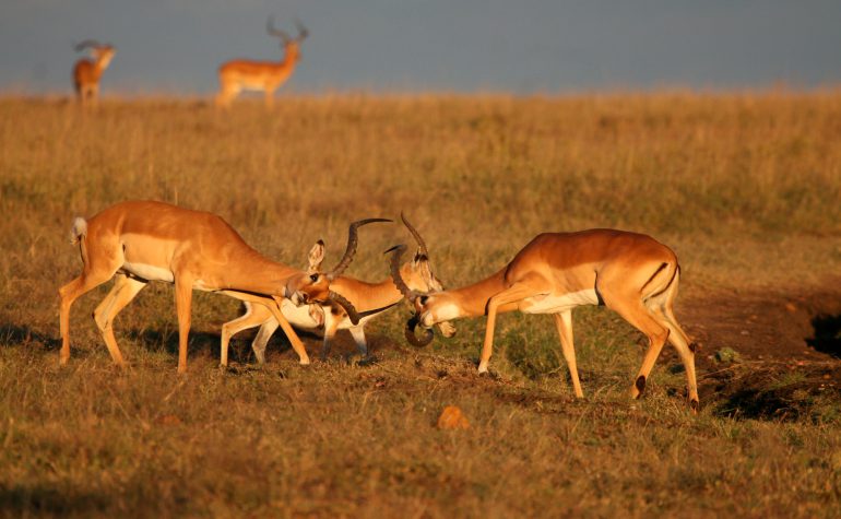 Kenya Gazelle i Mara